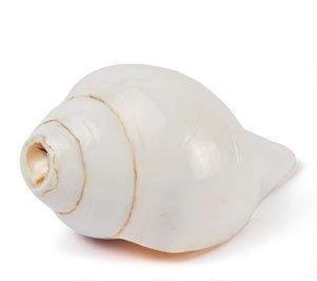 White Vamvarti and Blowing Shankh (Bajnewala) / Conch 5 INCH (Religious Item)