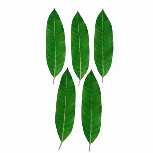 Aviva IMPEX Set of 5 Reusable Artificial Mango Leaves
