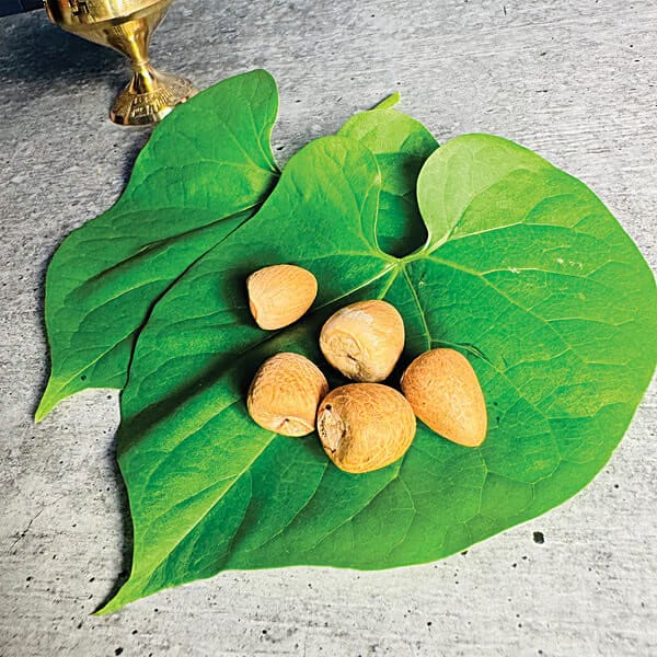 Mangal Bhavan Puja Supari / Betel Nut