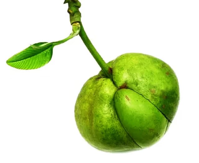 Aadi16's Rarely Found Bengal's Fresh Whole Green Elephant Apple (Chalta) or Dillenia indica