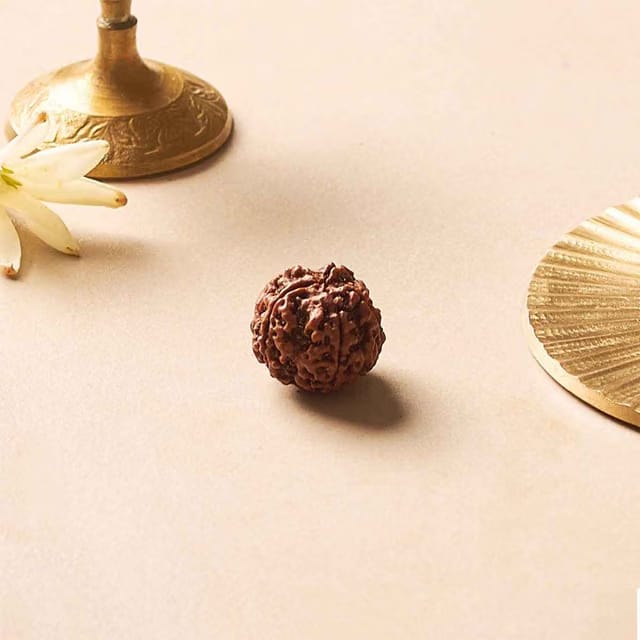 5 Mukhi Rudraksha