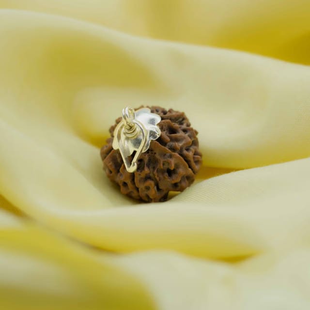 5 Mukhi Rudraksha