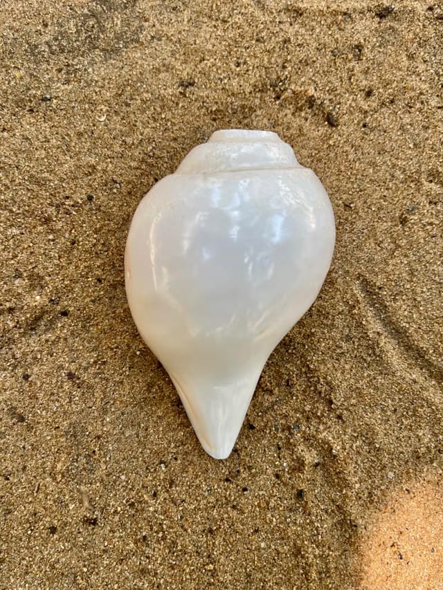 YAN Vamavarti Original Loud Blowing Shankh|Conch Shell For Pooja - 5 Inch Dia - 7.5-8 Inch (5 INCH)