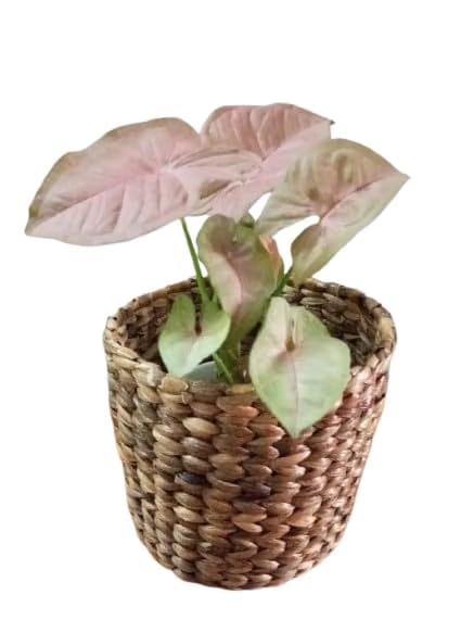 IMPRINT Eco Friendly Panter